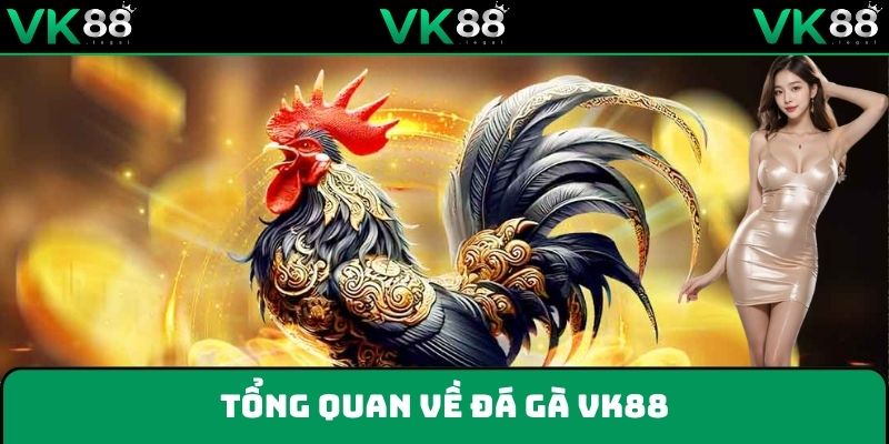 Đá gà VK88 - Bùng nổ trải nghiệm với những pha ra đòn mãn nhãn