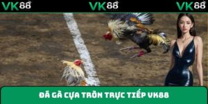 đá gà cựa tròn