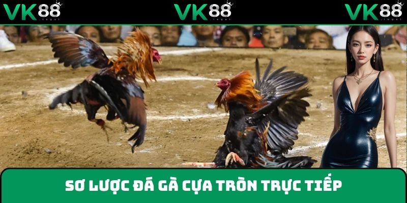 Đá gà cựa tròn trực tiếp - Hình thức thi đấu hot nhất VK88