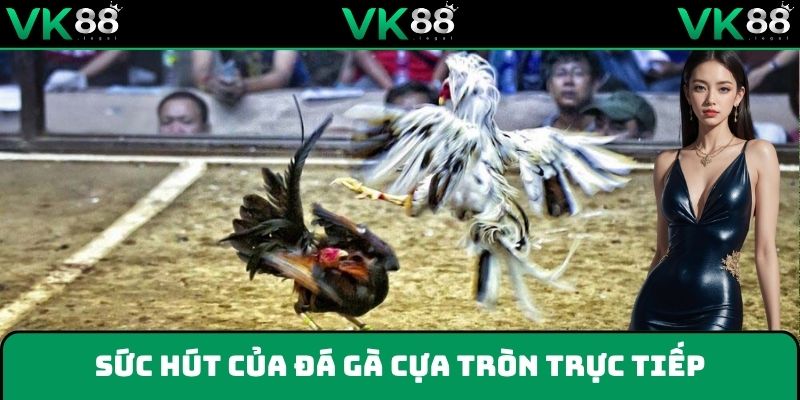 Nhà cái mang đến một sân chơi chọi gà đẳng cấp, uy tín
