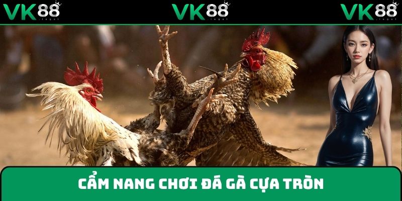 Trang bị kinh nghiệm đá gà cựa tròn trực tiếp hiệu quả từ dân chuyên